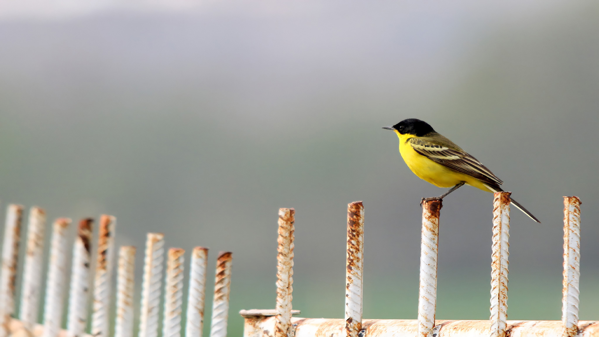 Western Yellow Wagtail